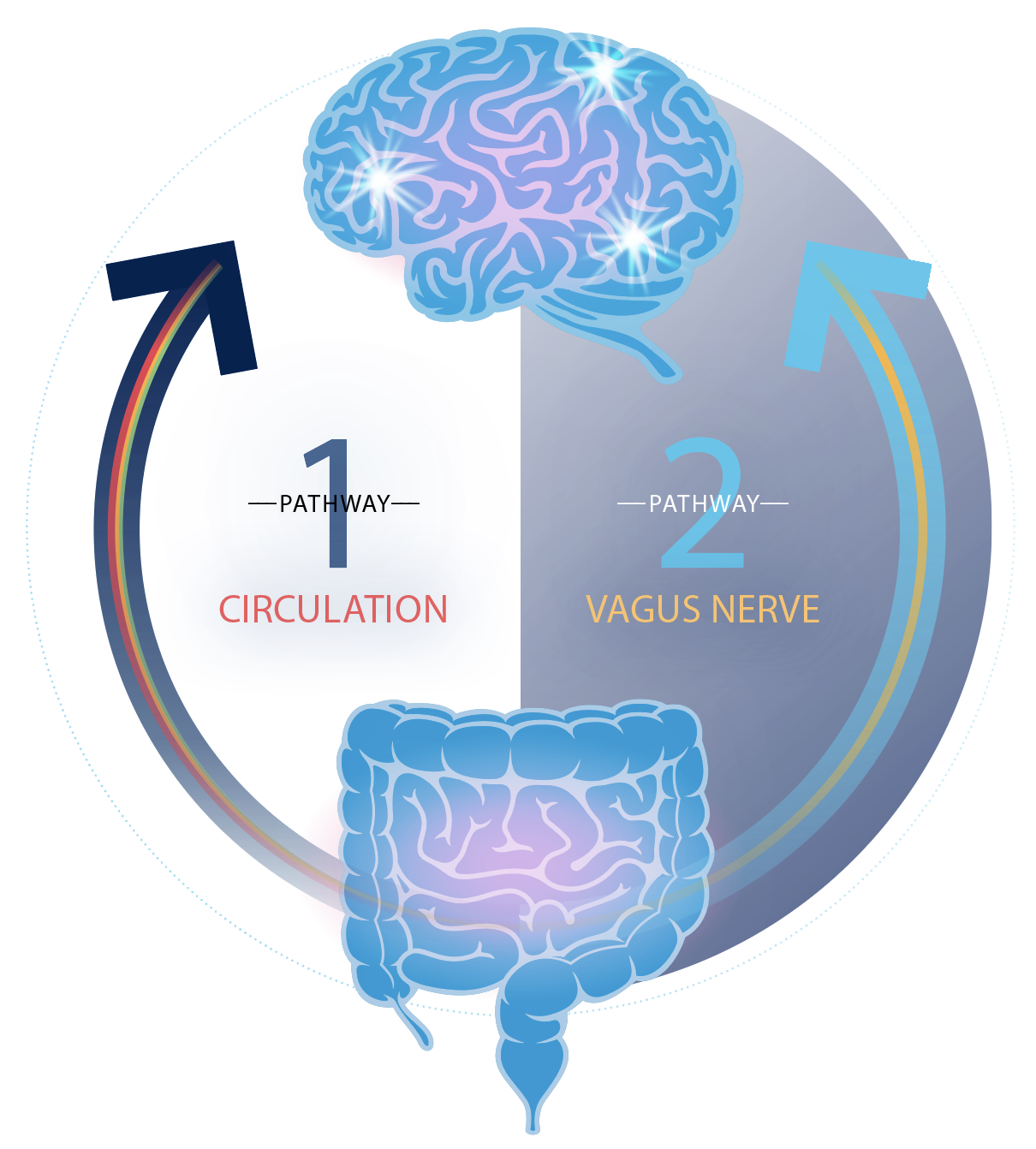 Circulation Vs. Vagus Nerve Infographic