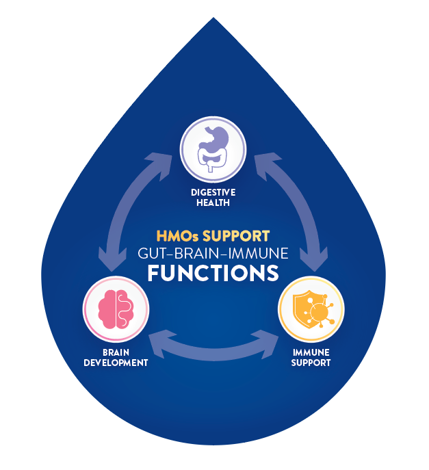 Gut-Brain-Immune Function Diagram