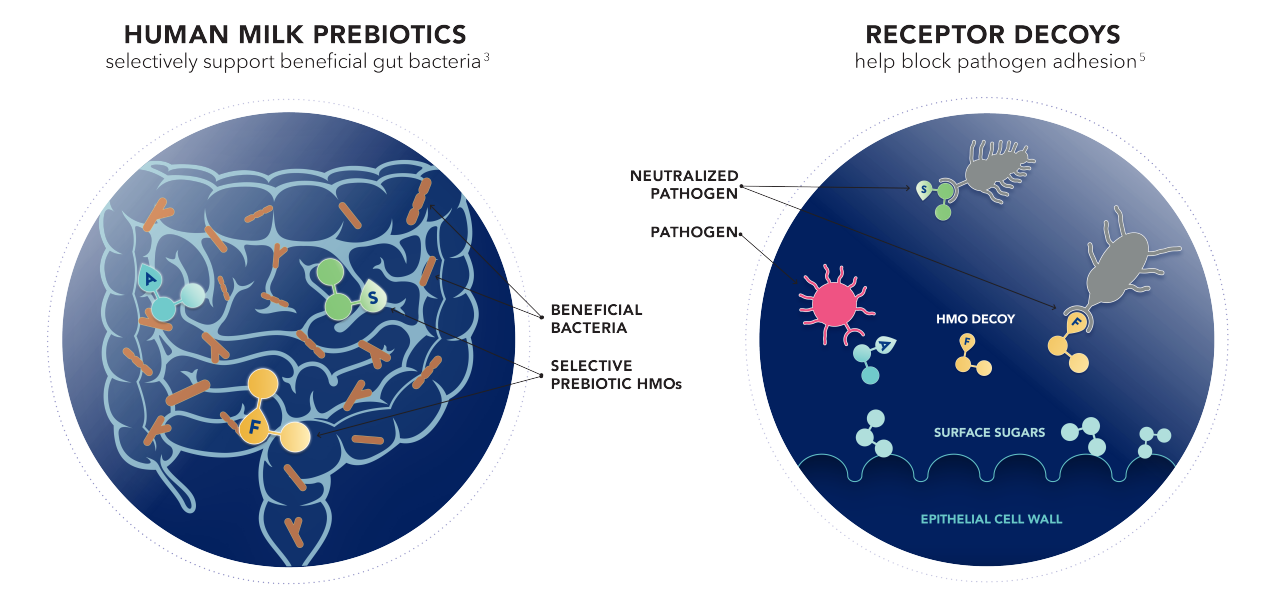 How HMOs support digestive health graphic 