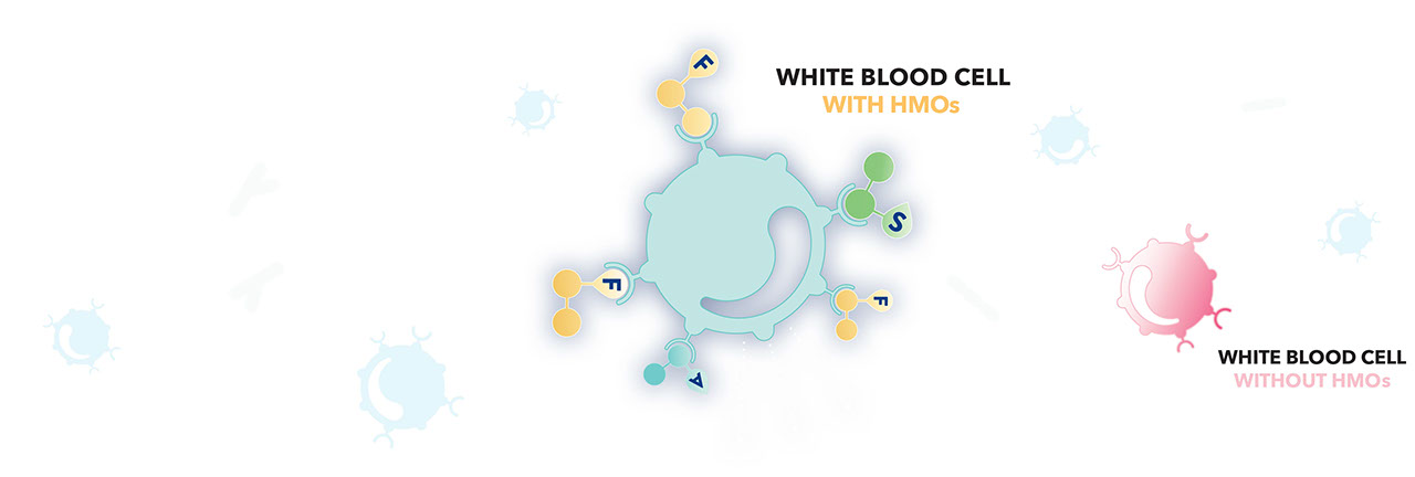 White Blood Cells with HMOs Graphic