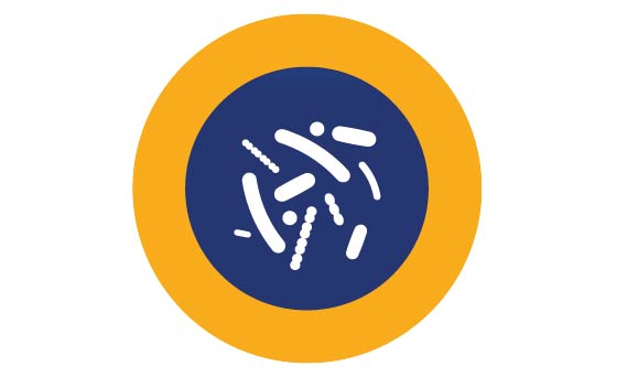 A healthy and developing infant microbiome