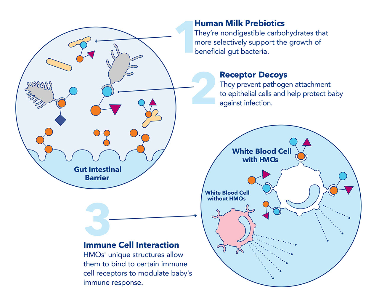 HMOs Provide Immune Support 