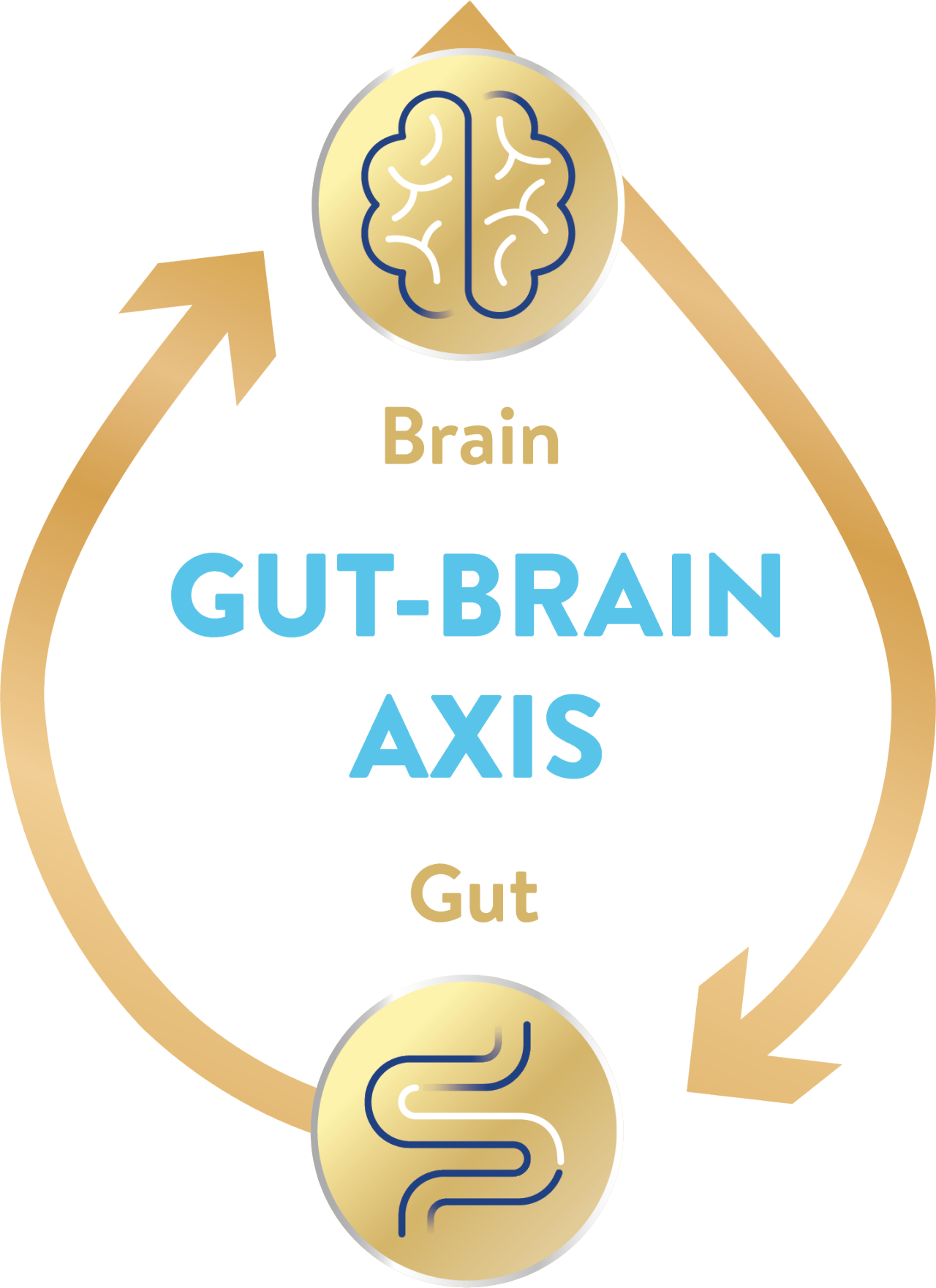 Gut-brain axis diagram
